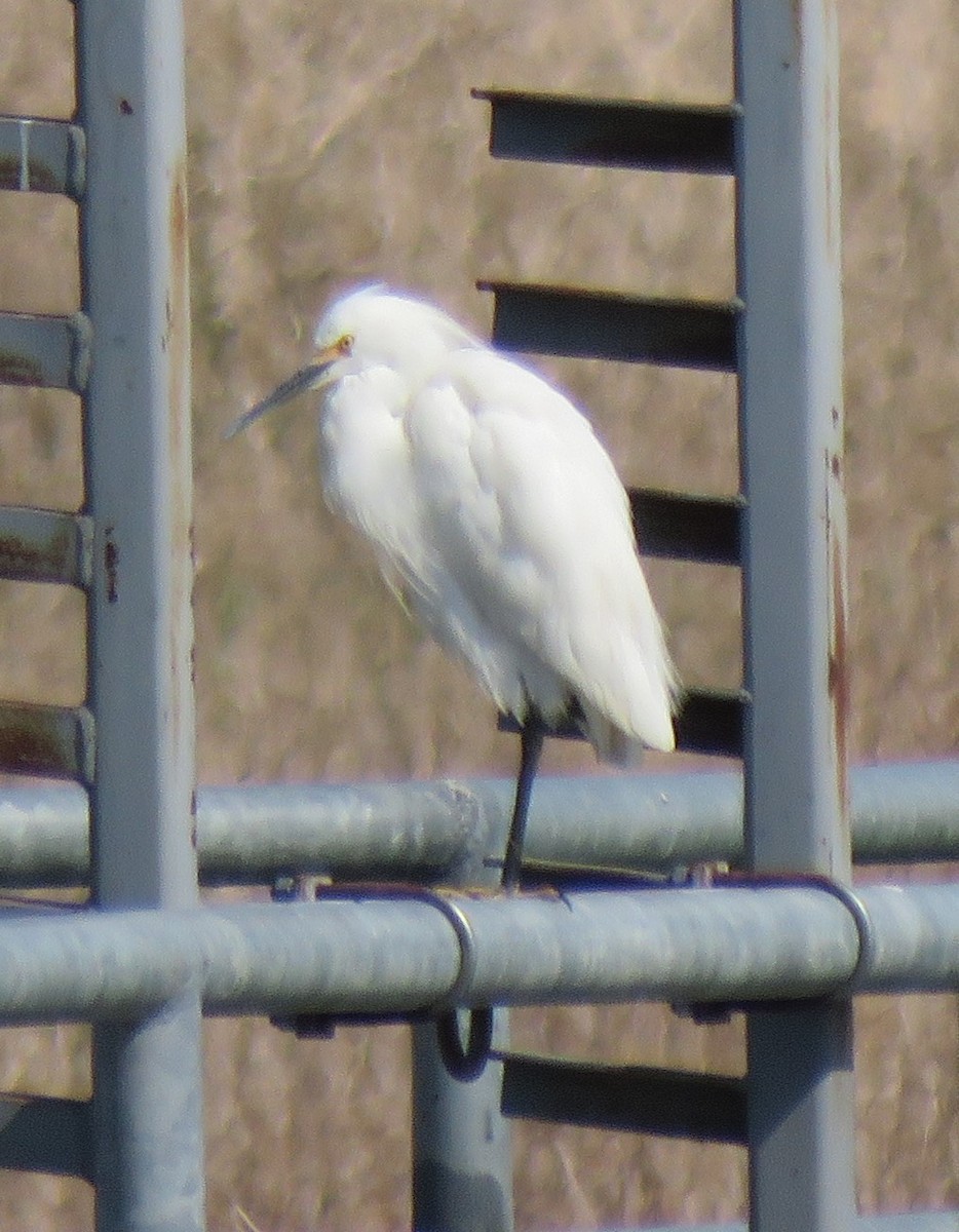 Snowy Egret - ML636560471
