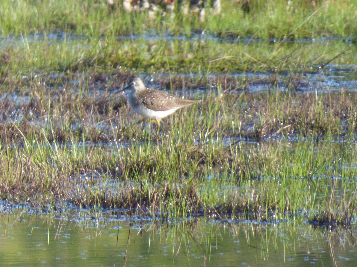 Solitary Sandpiper - ML636560483