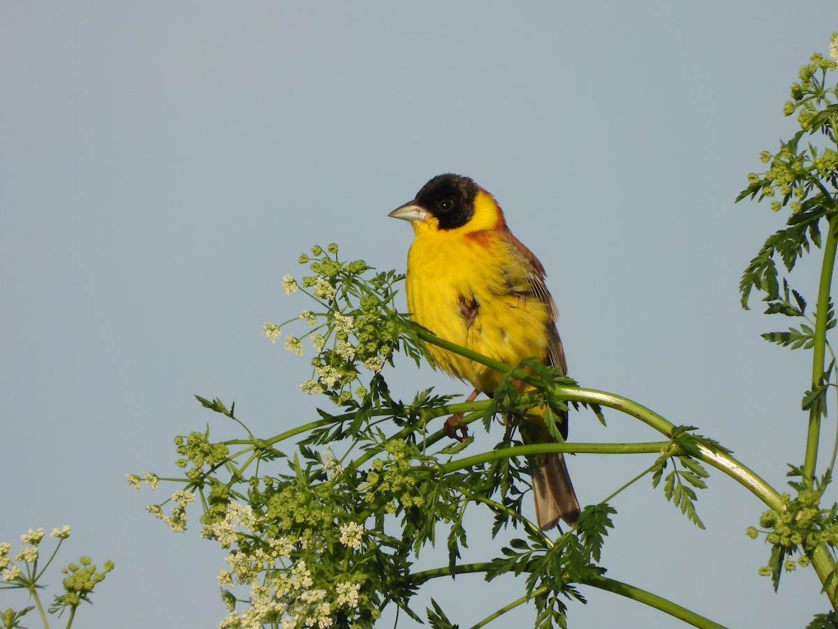 Хар толгойт хөмрөг - ML636560495