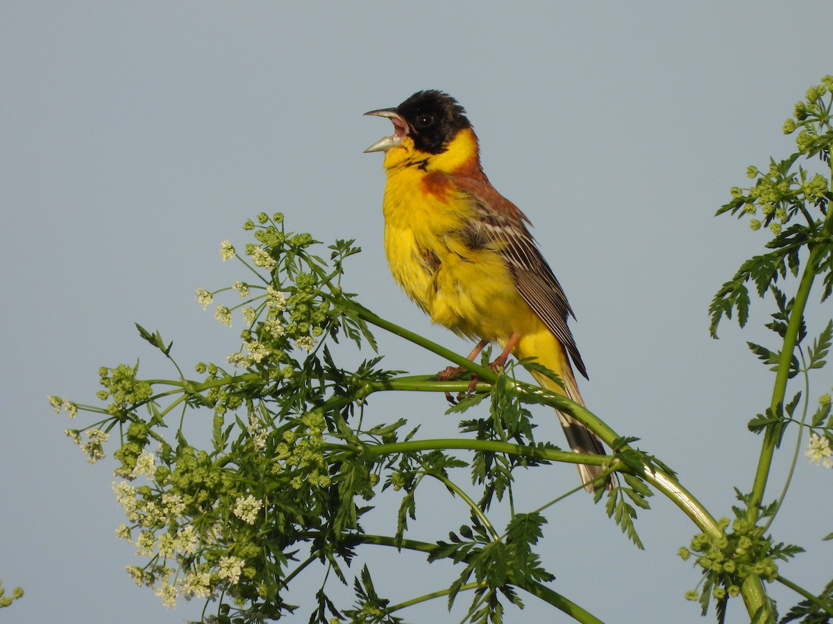 Хар толгойт хөмрөг - ML636560497