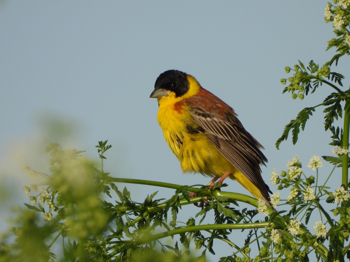 Хар толгойт хөмрөг - ML636560498