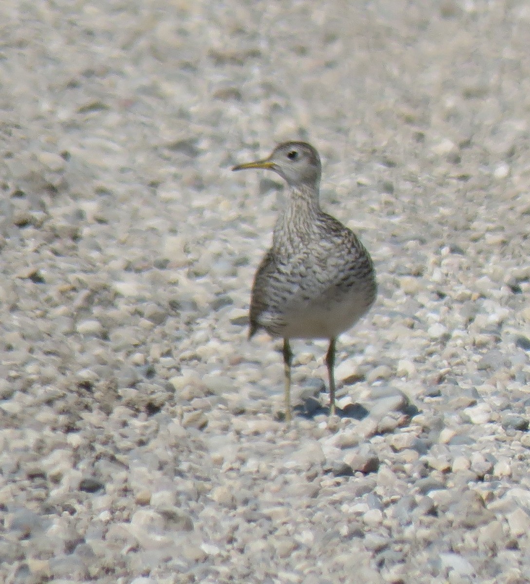 Upland Sandpiper - ML636560541