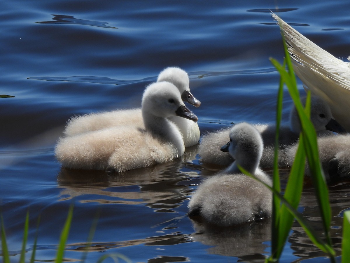 Mute Swan - ML636560544