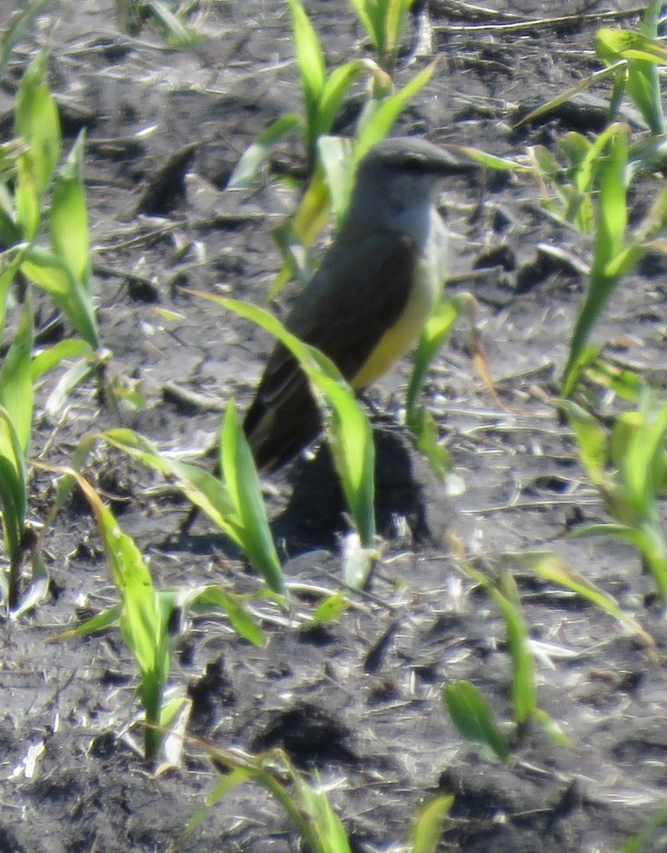 Western Kingbird - ML636560550
