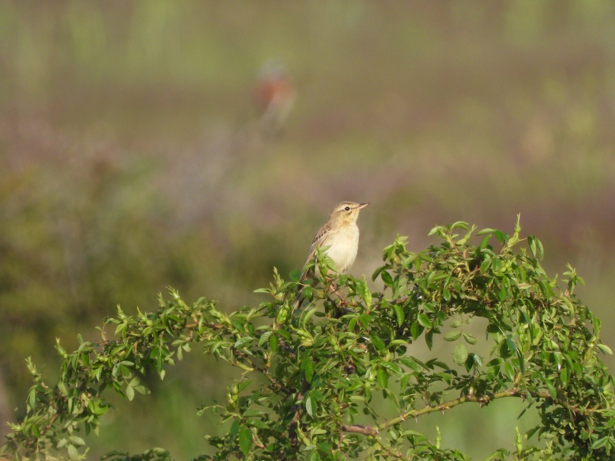 Талын шийхнүүхэй - ML636560573