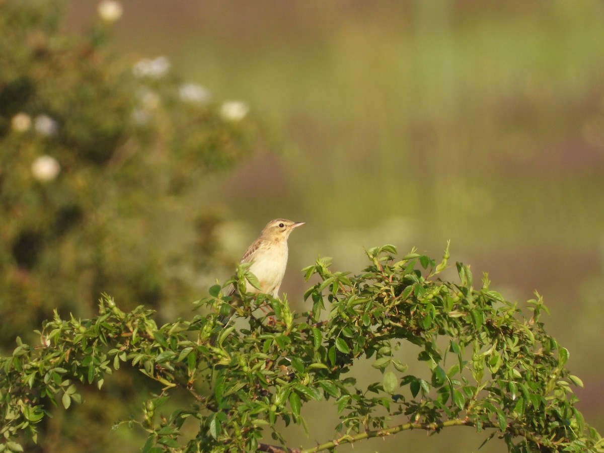 Талын шийхнүүхэй - ML636560576