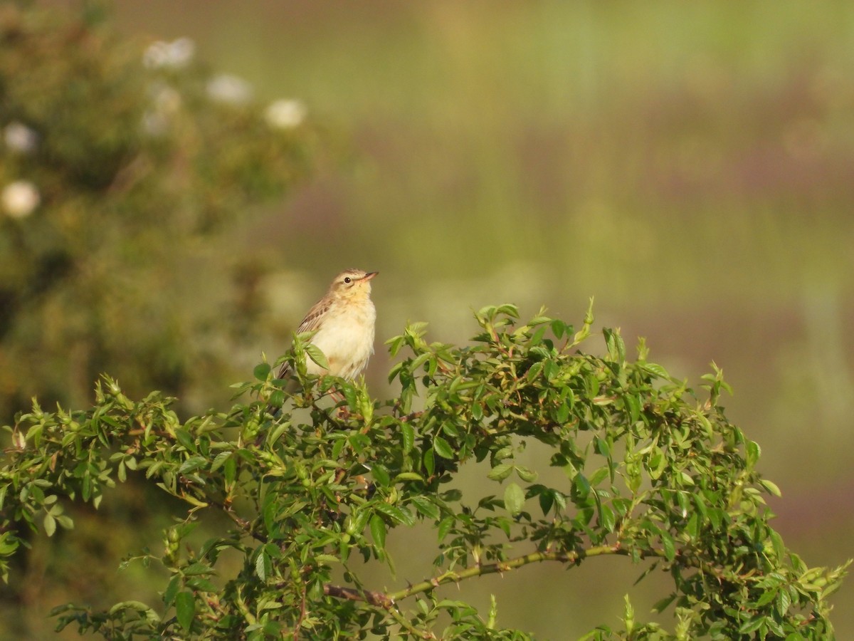 Талын шийхнүүхэй - ML636560577