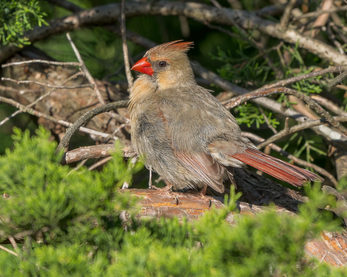 Northern Cardinal - ML636560580