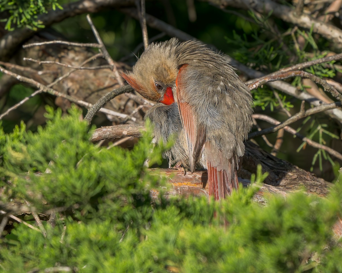 Northern Cardinal - ML636560581