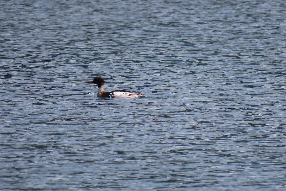 Сэвгэр бохио - ML636560601