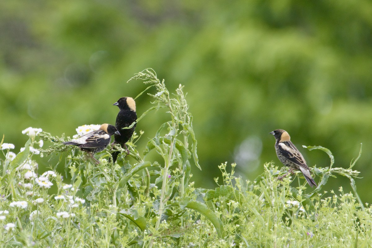 Bobolink - ML636560610