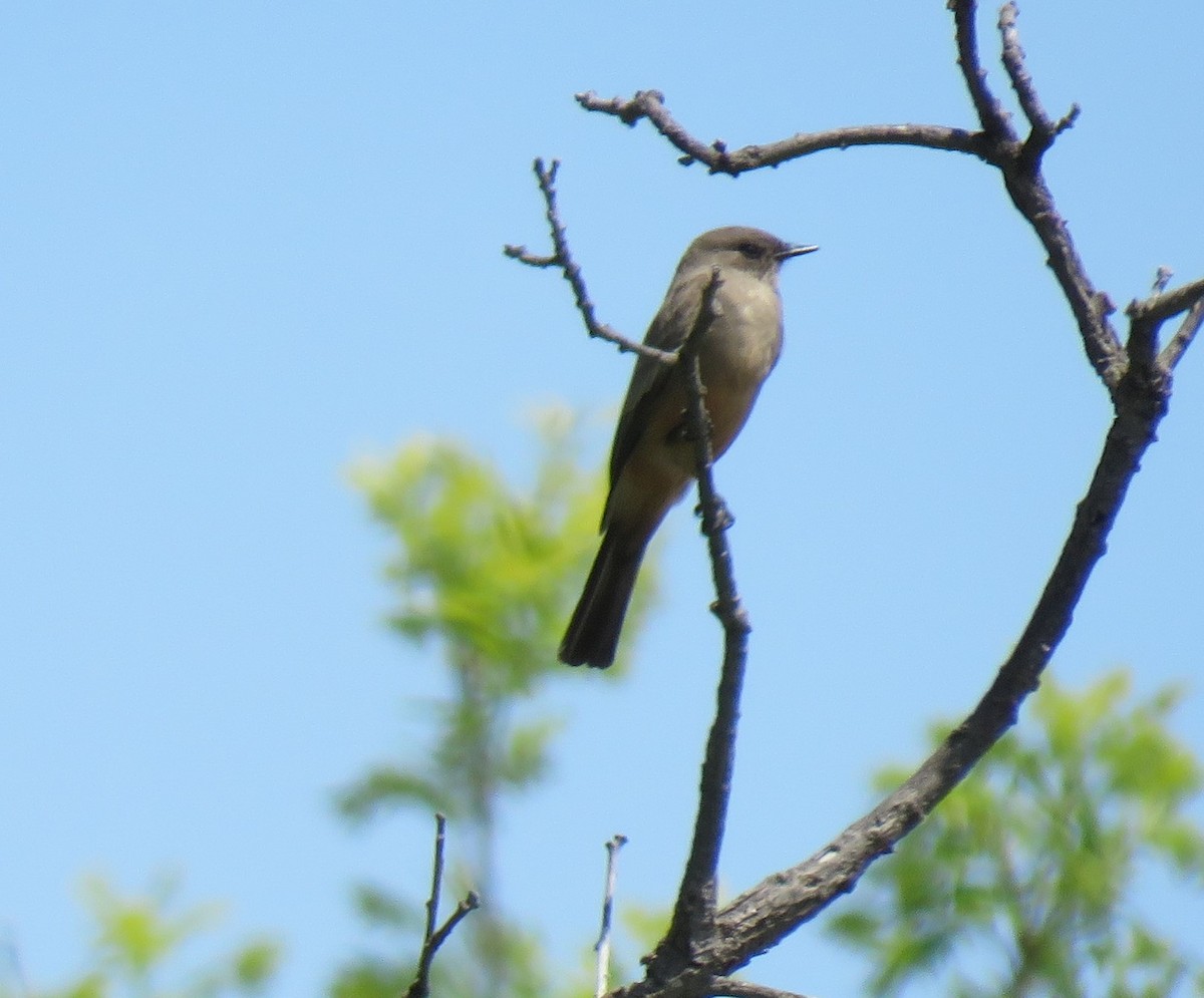 Say's Phoebe - ML636560623