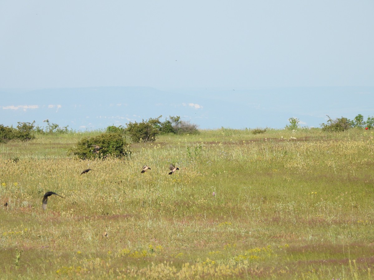 Ягаан тодол - ML636560672