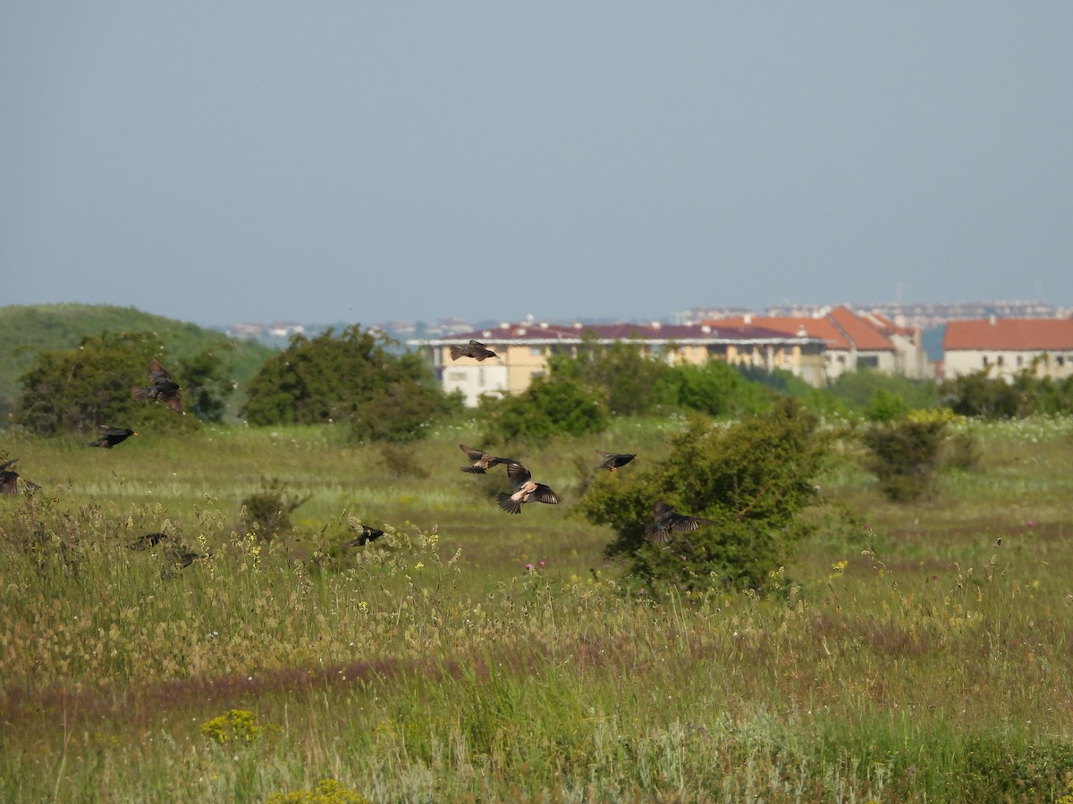 Ягаан тодол - ML636560673