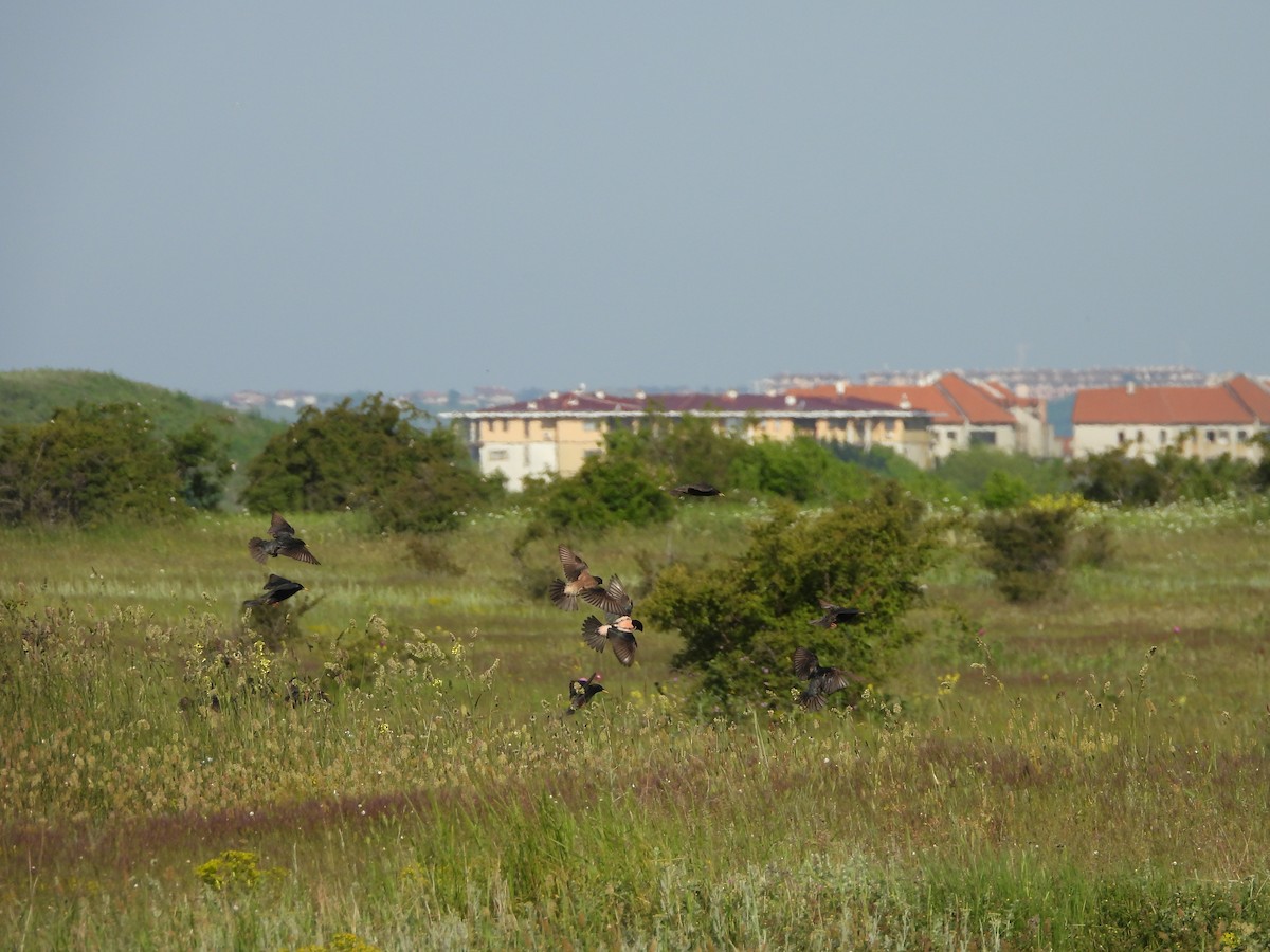 Ягаан тодол - ML636560674