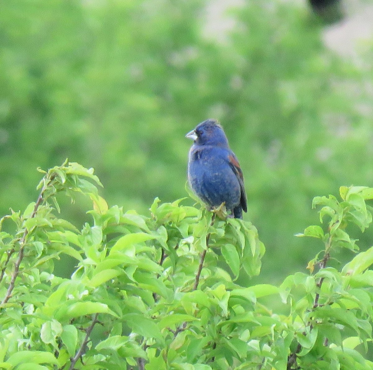 Blue Grosbeak - ML636560685