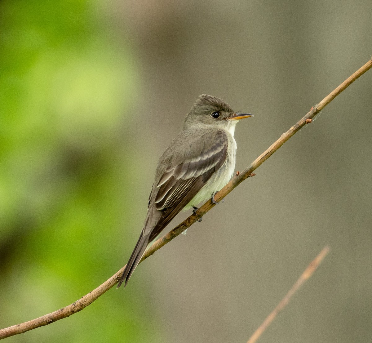Eastern Wood-Pewee - ML636560692