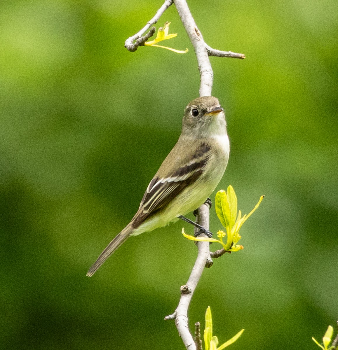 Least Flycatcher - ML636560710