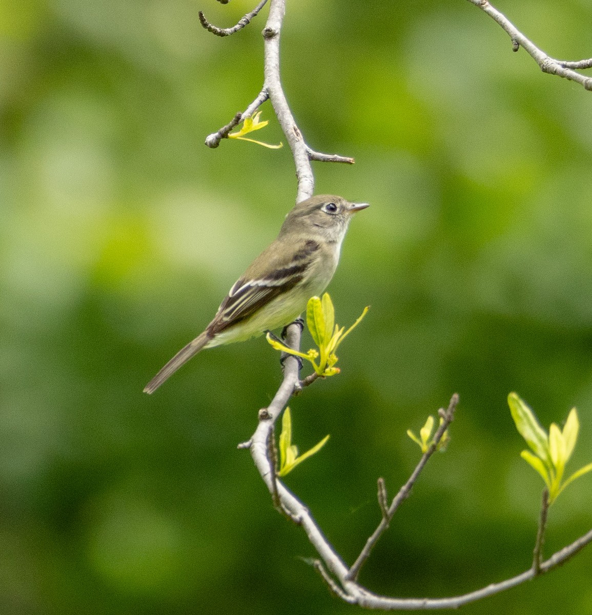 Least Flycatcher - ML636560711