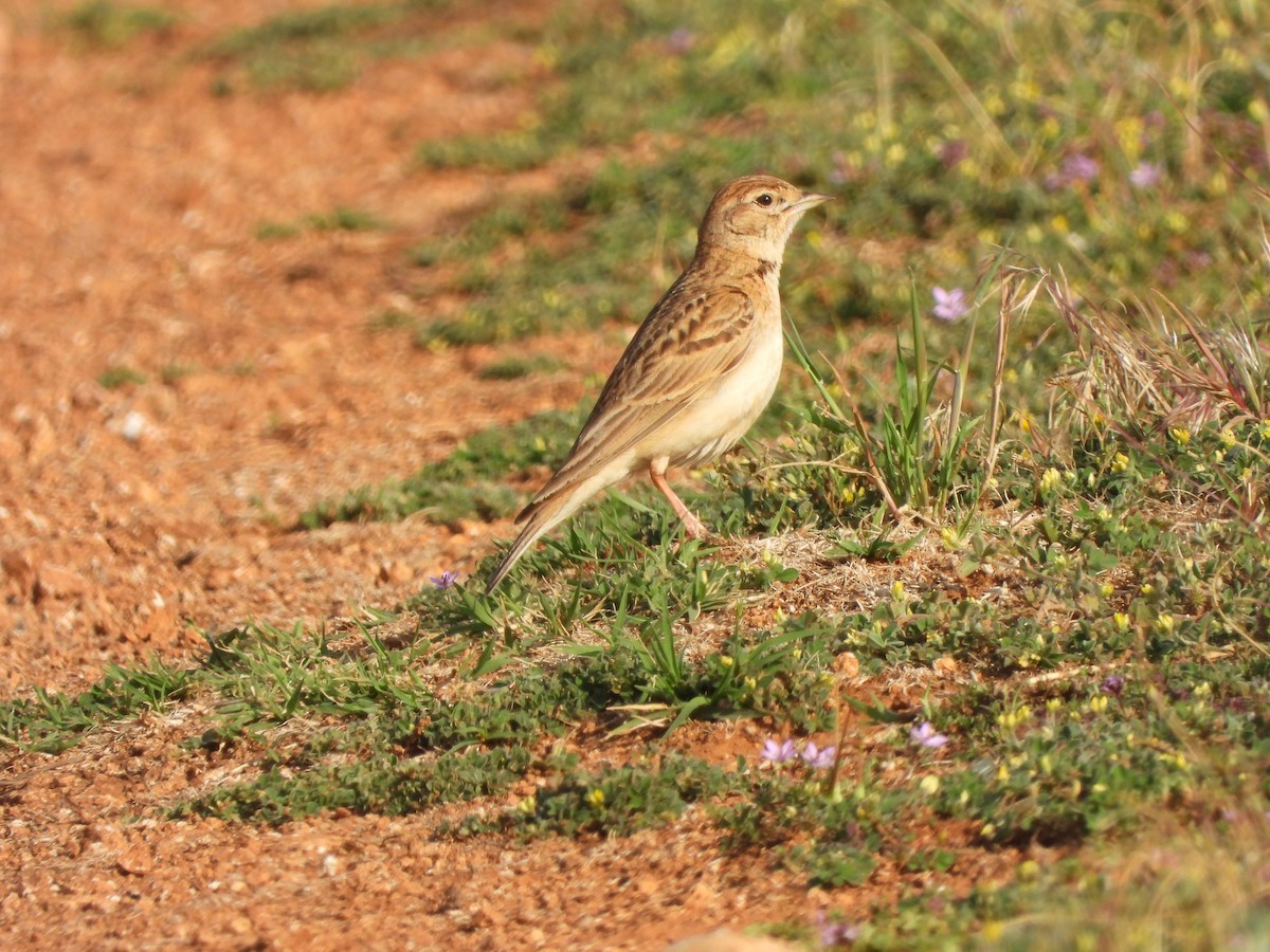 Талын жиргэмэл - ML636560721