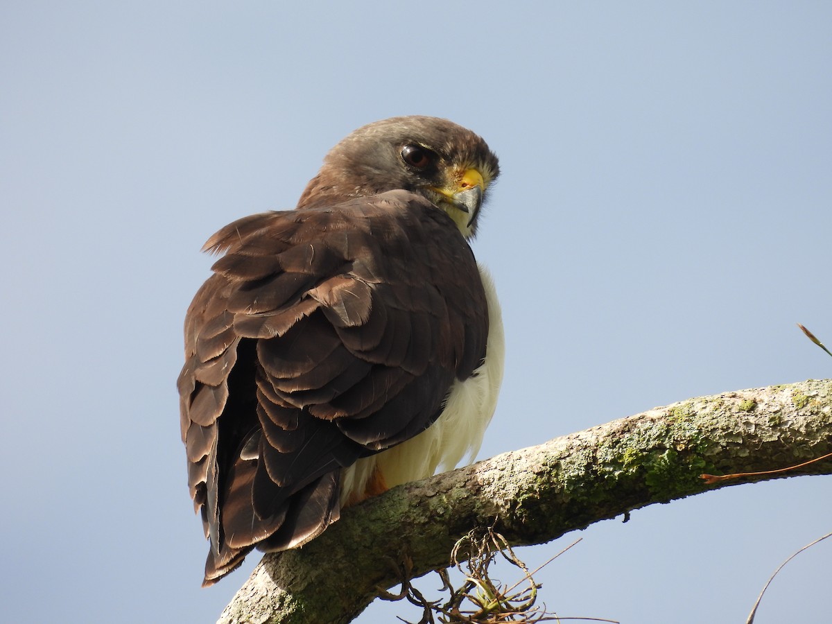 Short-tailed Hawk - ML636560817
