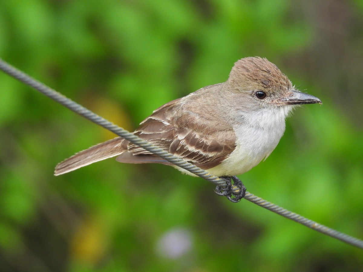 Panama Flycatcher - ML636560886