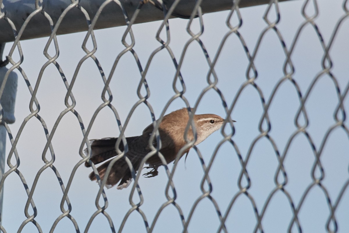 Bewick's Wren - ML636560892