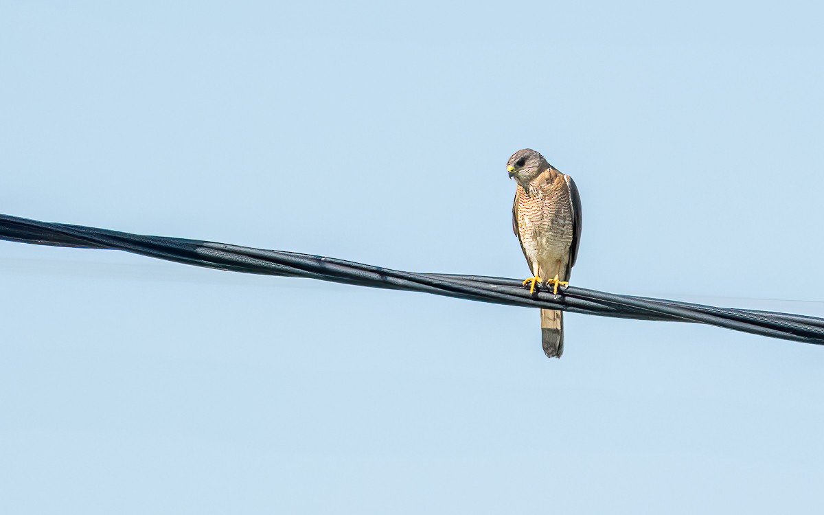 Levant Sparrowhawk - ML636560895