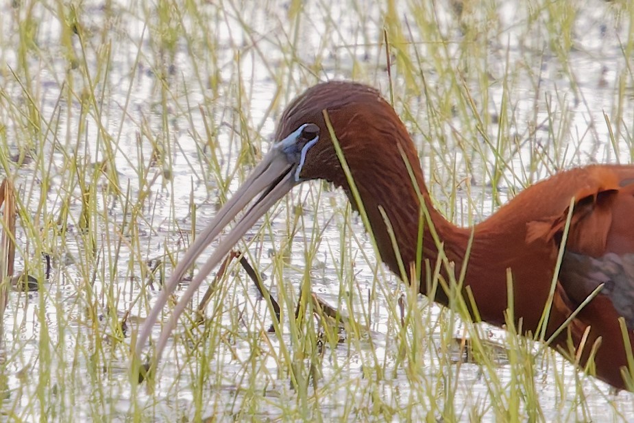 Гялаан билүүс - ML636560912