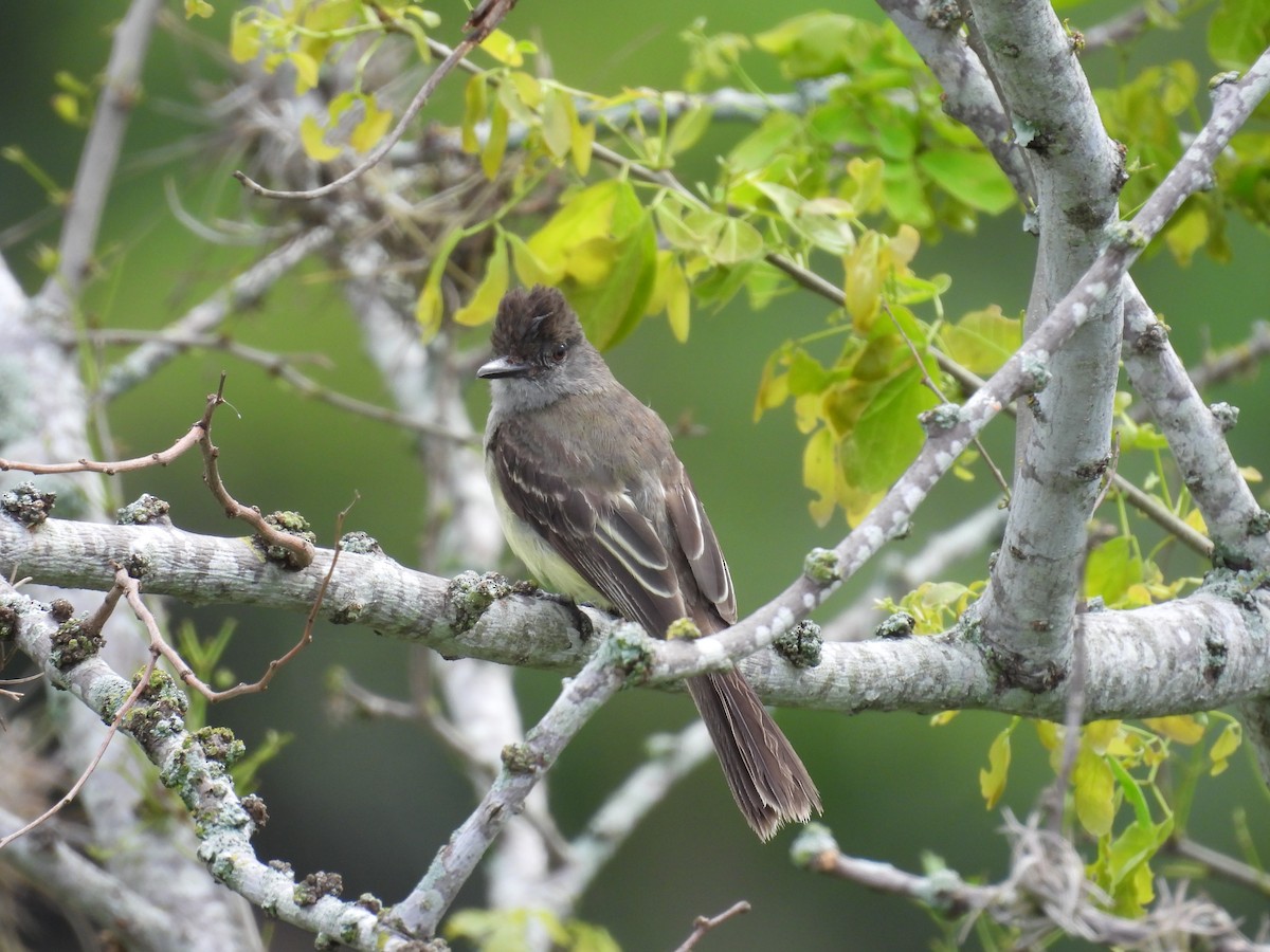 Apical Flycatcher - ML636560919