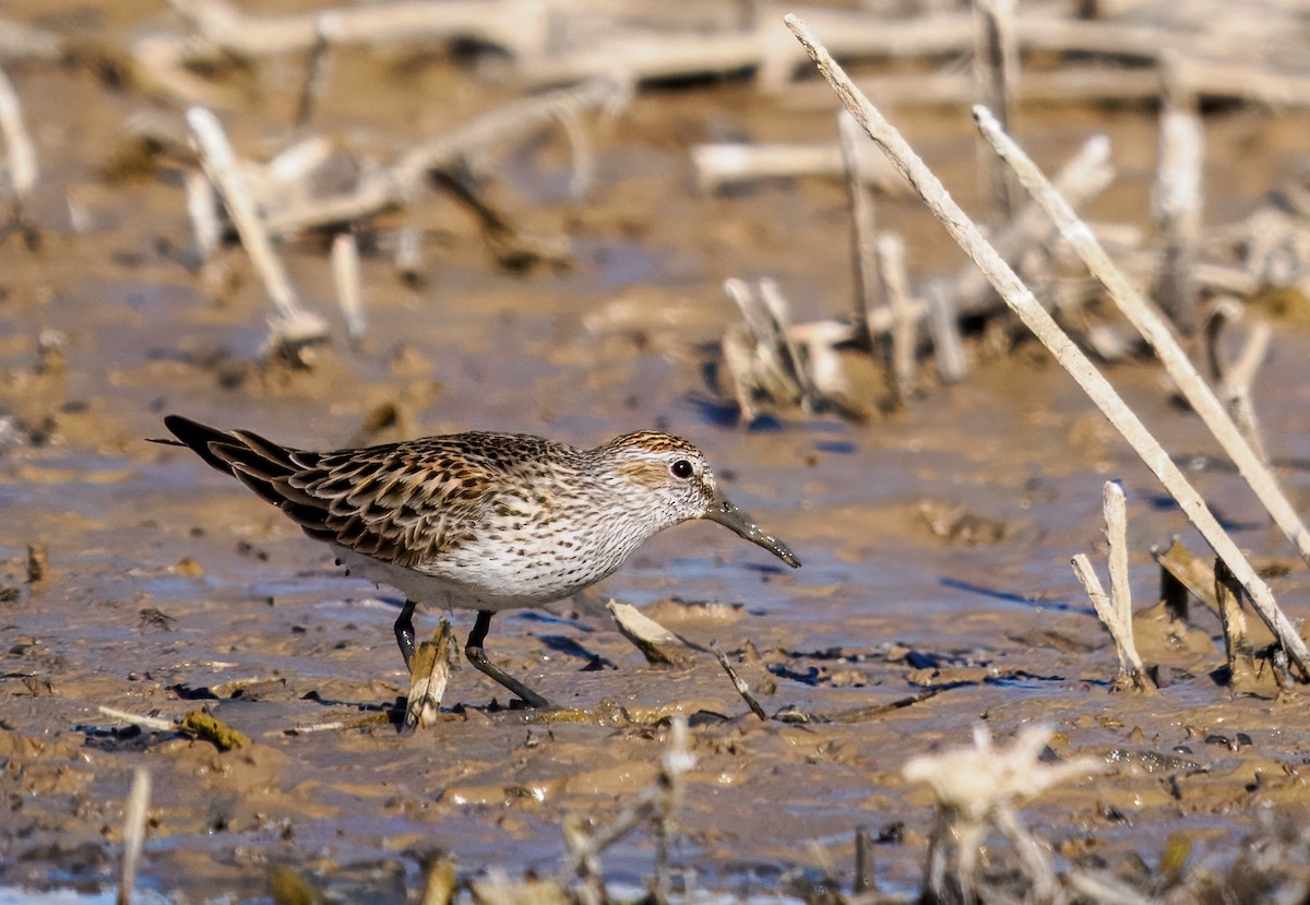 White-rumped Sandpiper - ML636560958