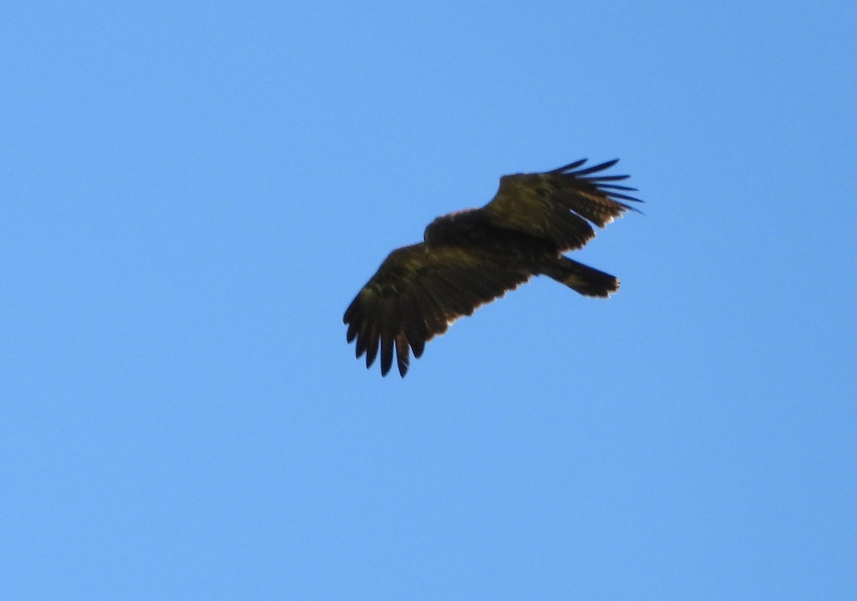 Lesser Spotted Eagle - ML636561014