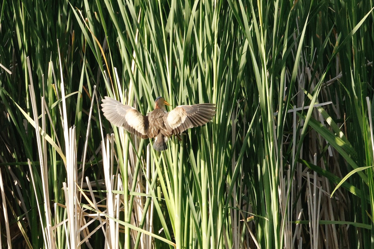 Little Bittern - ML636561058
