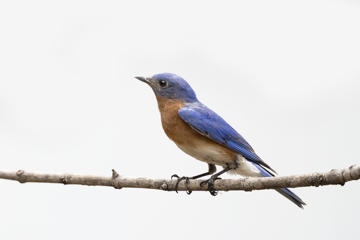 Eastern Bluebird - ML636561085