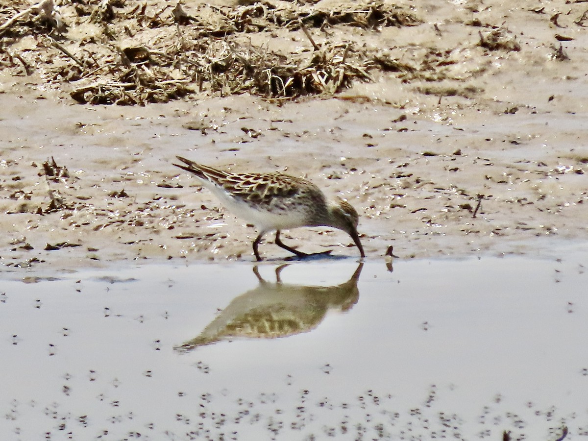 White-rumped Sandpiper - ML636561104