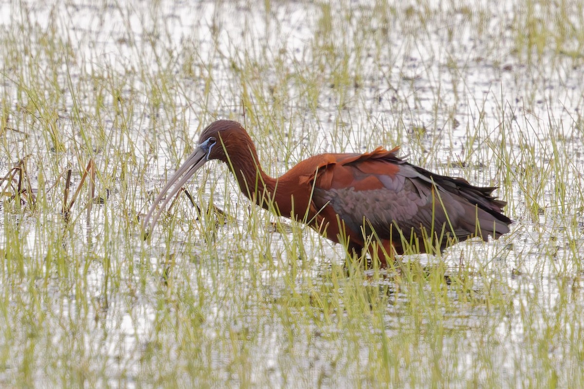 Гялаан билүүс - ML636561219