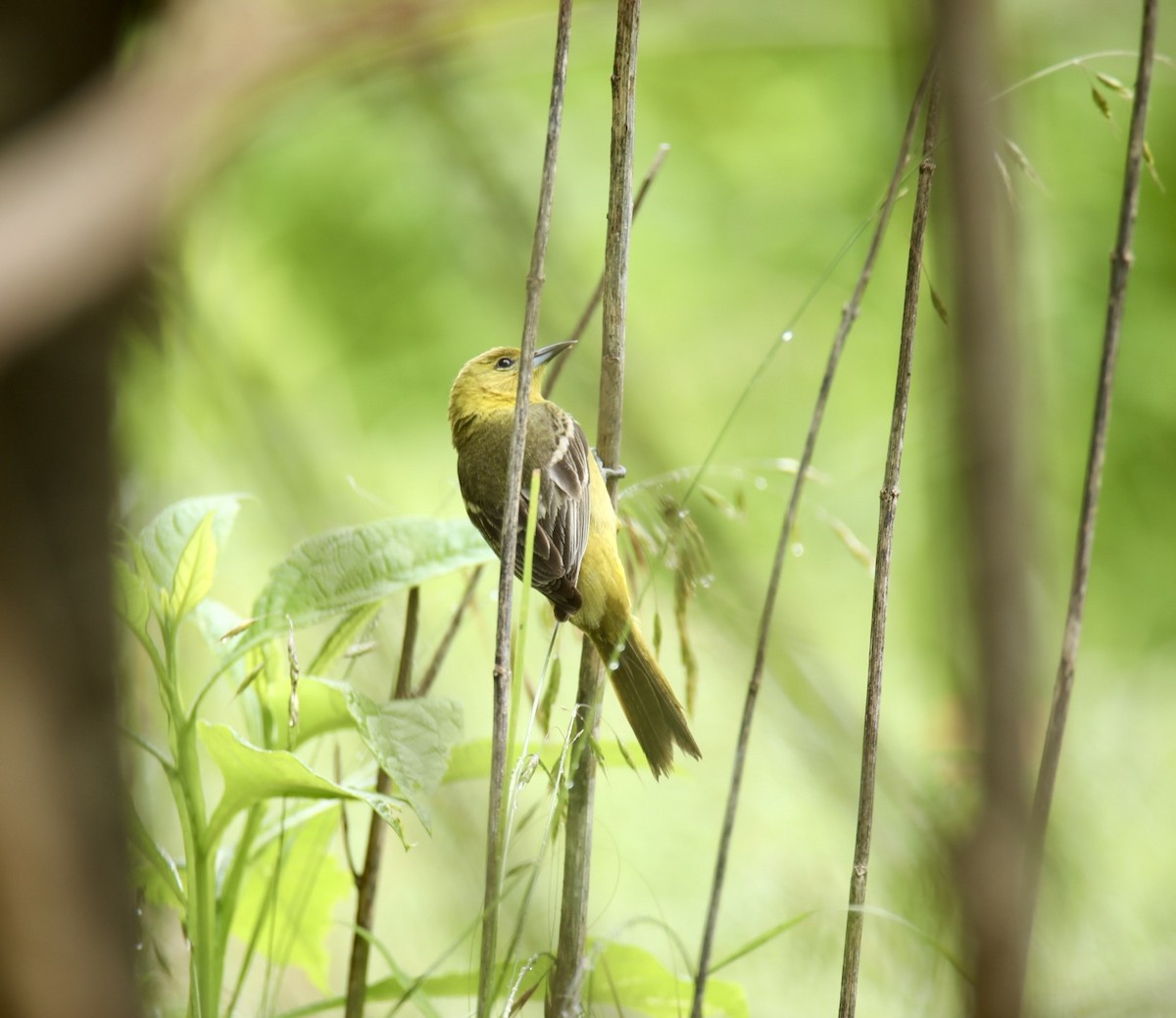 Orchard Oriole - ML636561323
