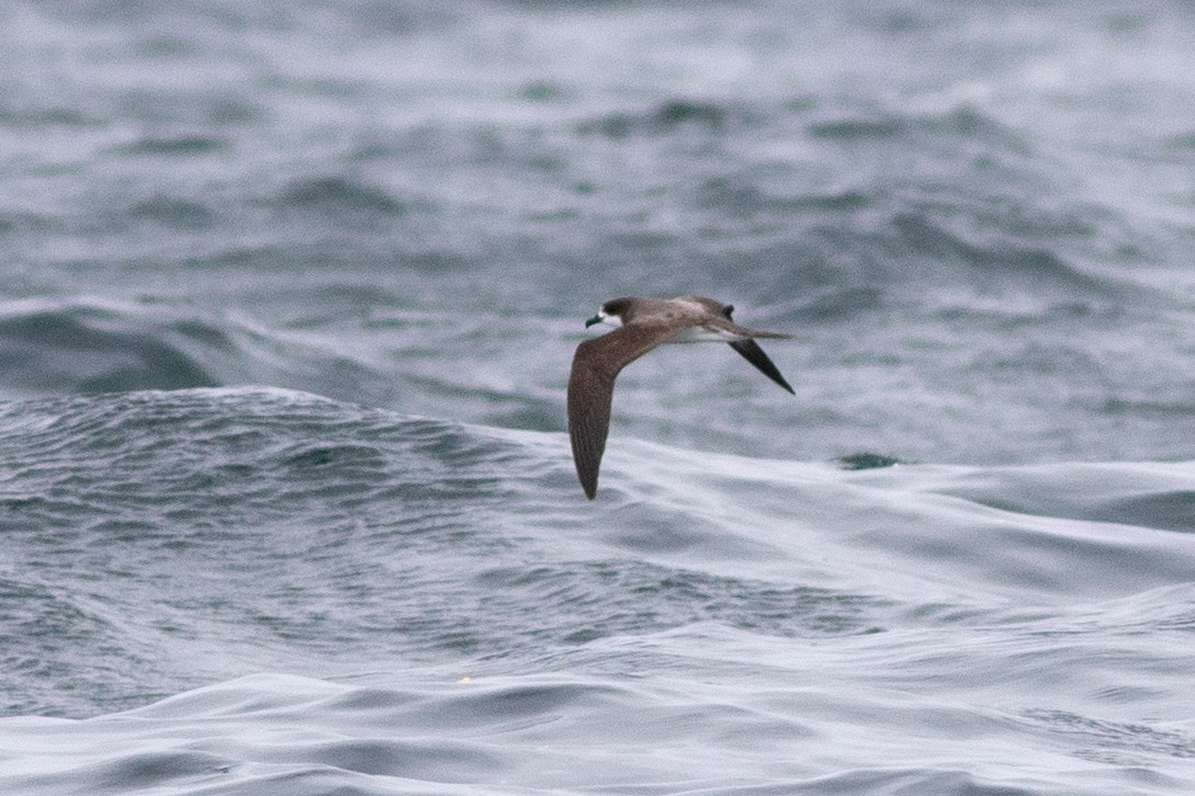 Hawaiian Petrel - ML636561437