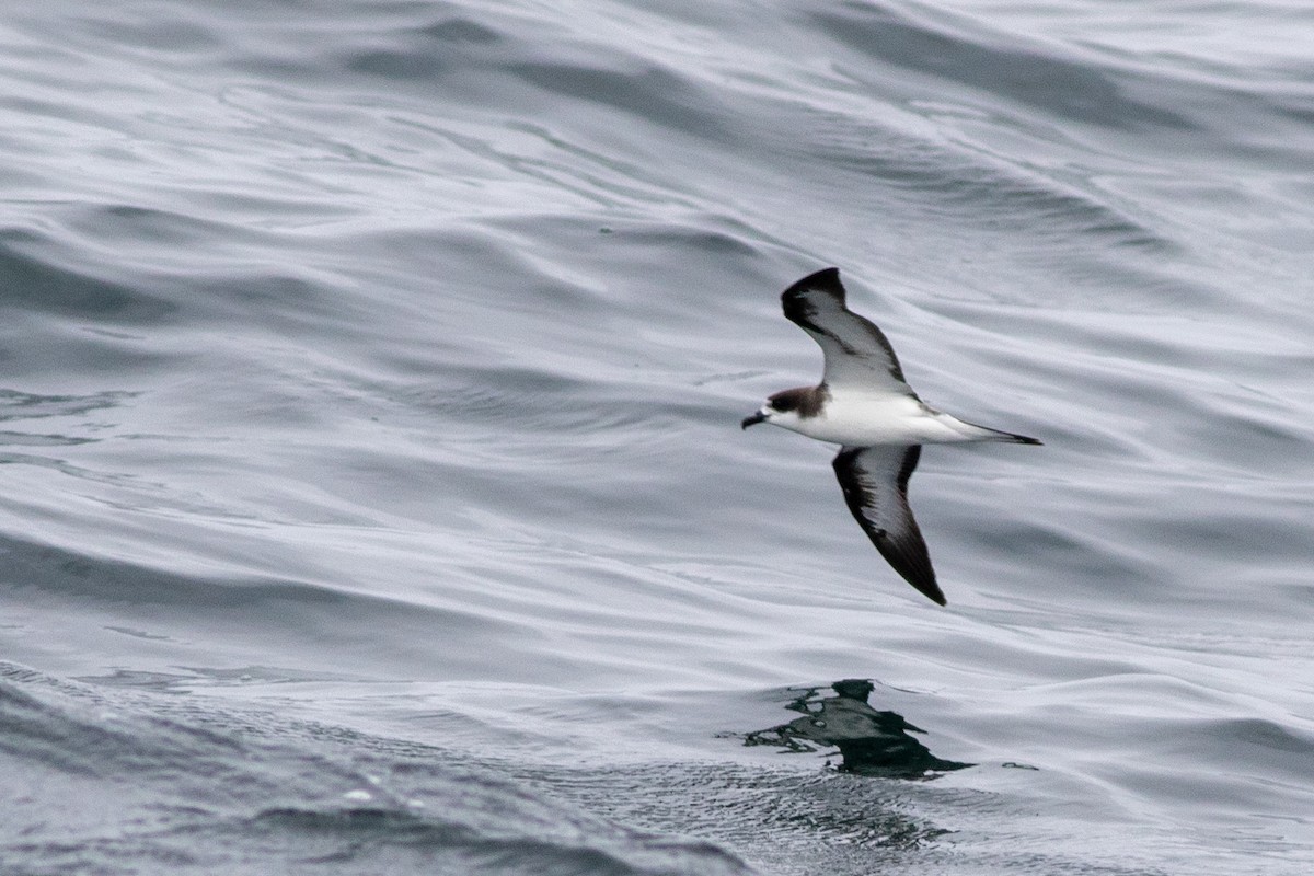 Hawaiian Petrel - ML636561438