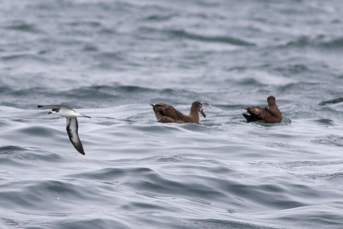 Hawaiian Petrel - ML636561439
