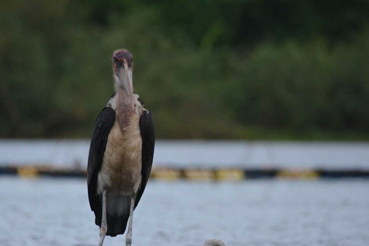 Marabou Stork - ML636561472