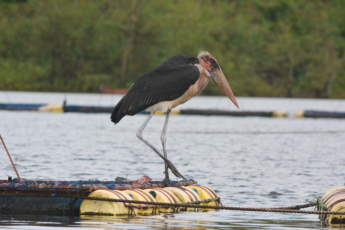 Marabou Stork - ML636561473