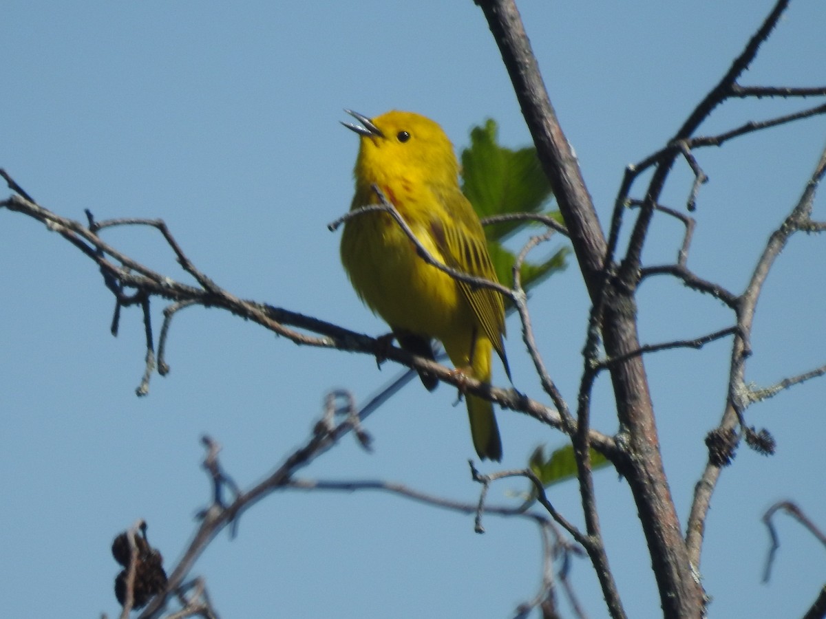 Northern Yellow Warbler - ML636561542