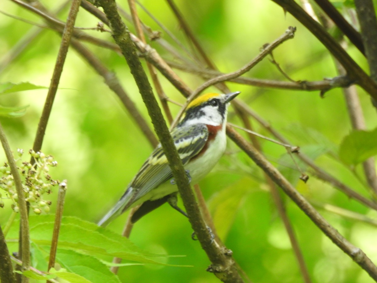 Chestnut-sided Warbler - ML636561657