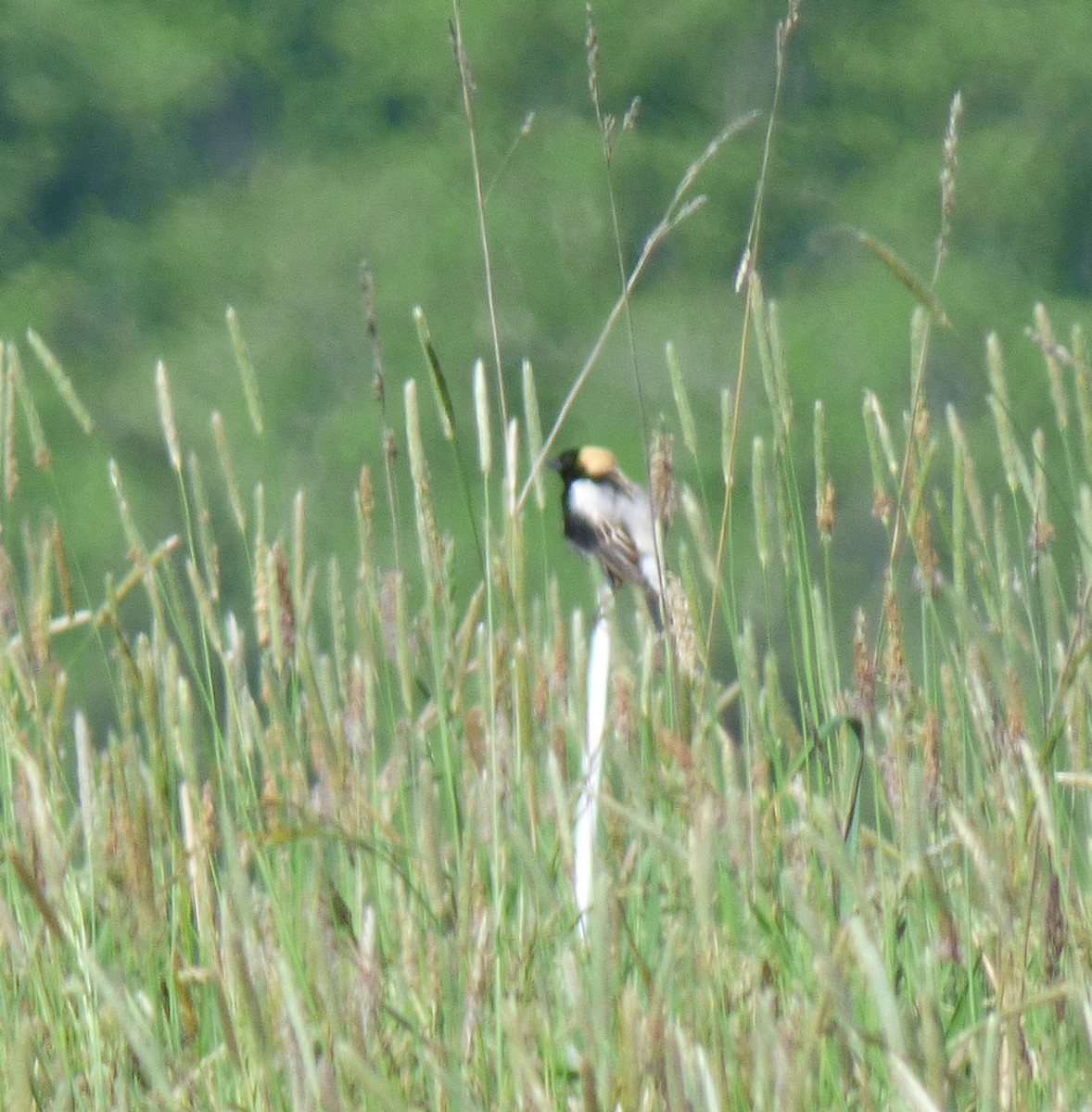 Bobolink - ML636561667