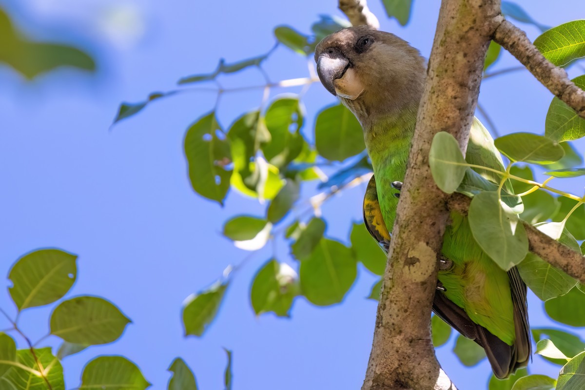 Brown-headed Parrot - ML636561678