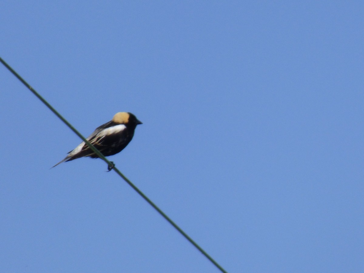 Bobolink - ML636561701