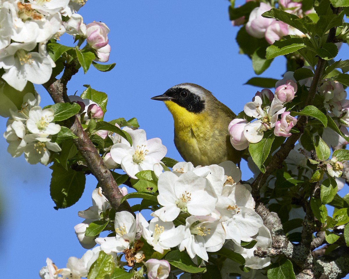 Common Yellowthroat - ML636561723