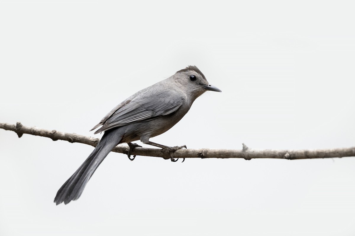 Gray Catbird - ML636561796