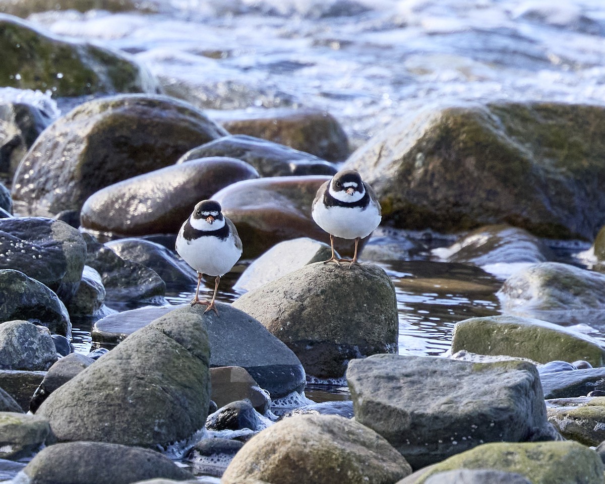 Semipalmated Plover - ML636561797